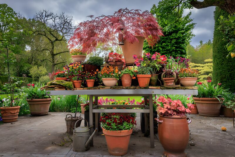 Vibrant Garden Plant Display