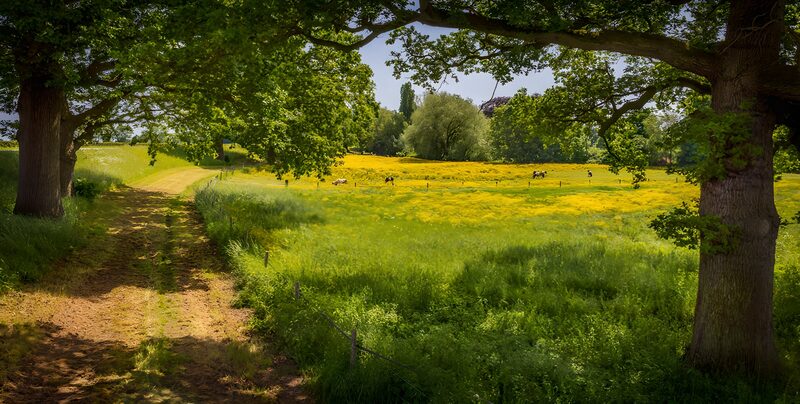 Shaded Path Through Meadow