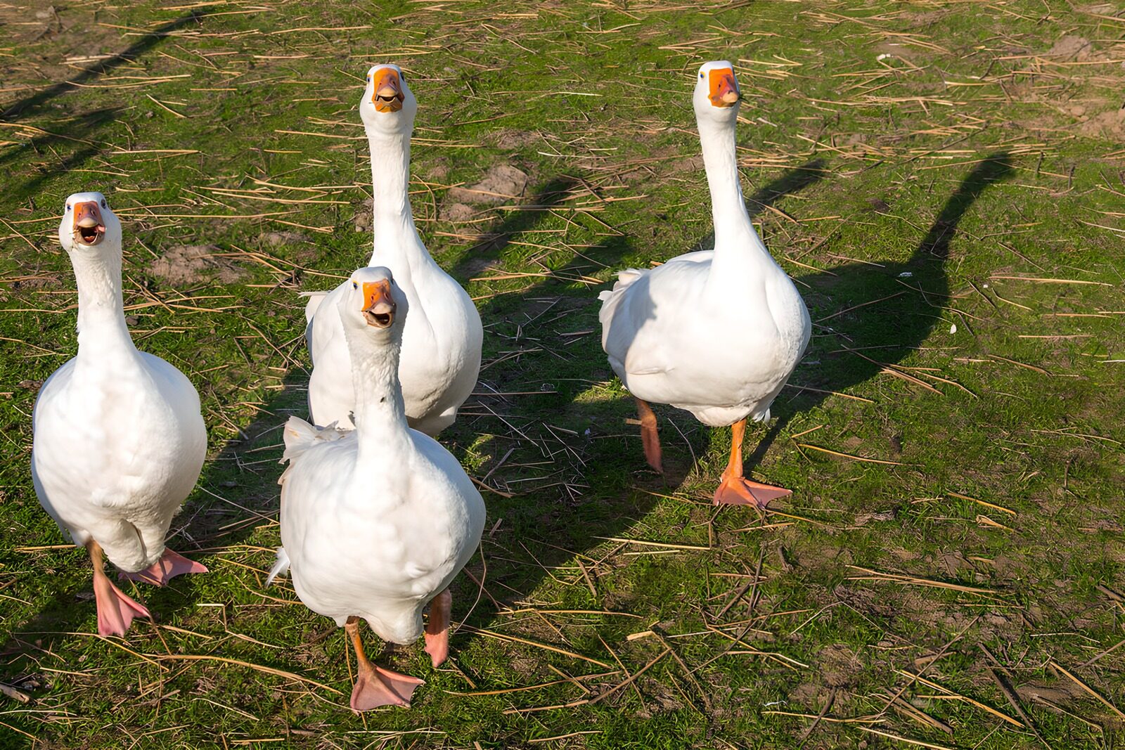 Curious Geese in the Meadow
