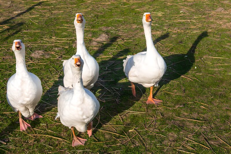 Curious Geese in the Meadow