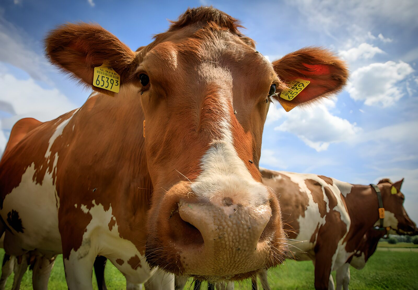 Close-Up of a Curious Cow