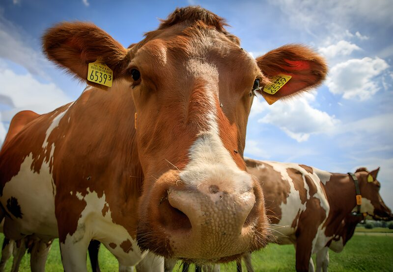 Close-Up of a Curious Cow