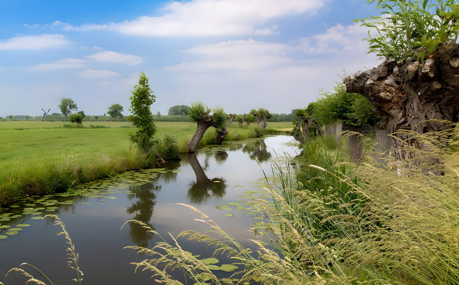 Tranquil Waters by the Meadow
