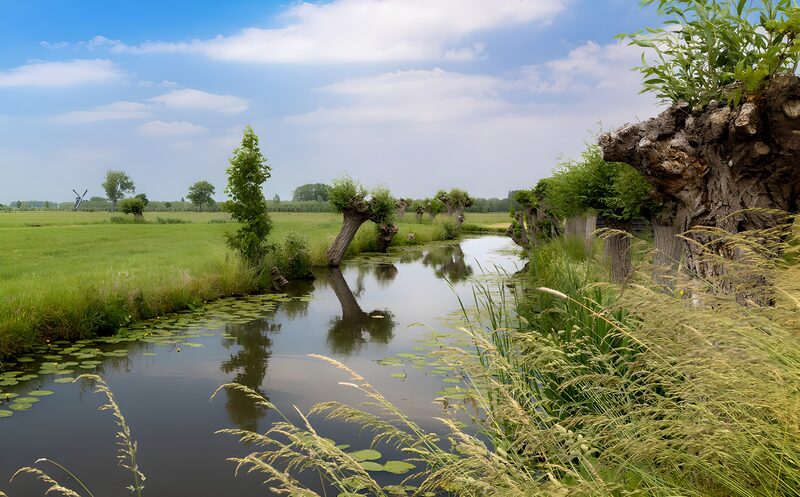 Tranquil Waters by the Meadow