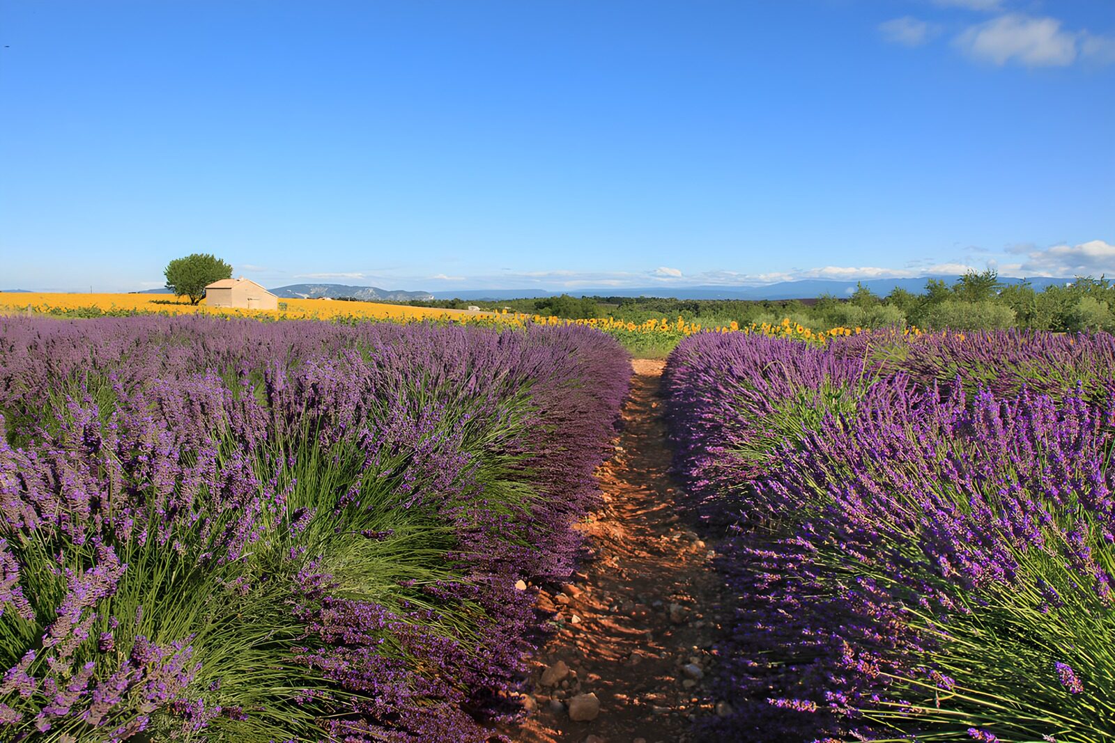 Lavender Fields Under Clear Skies