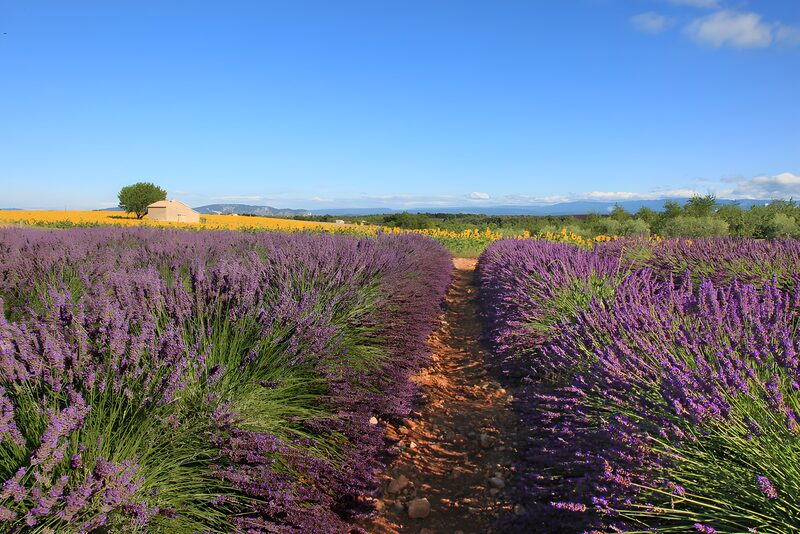 Lavender Fields Under Clear Skies