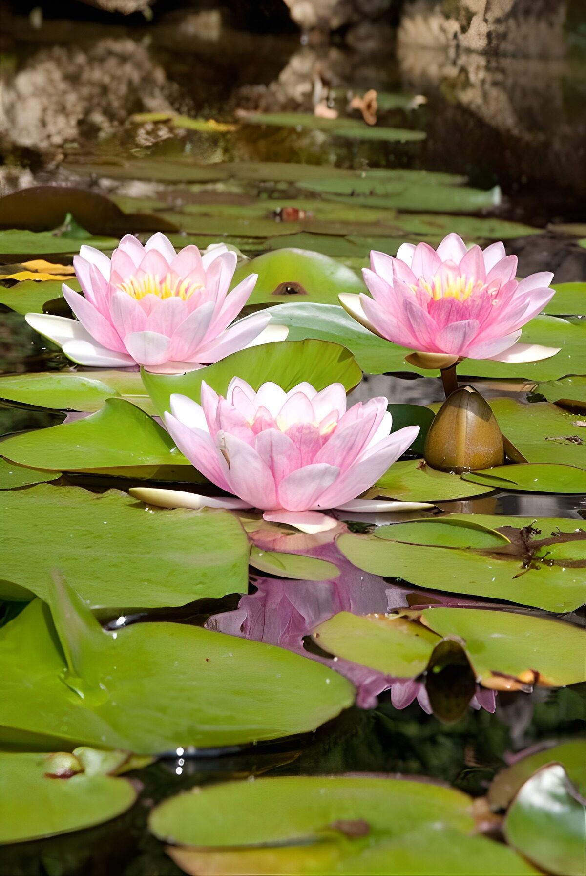 Serene Water Lilies in Bloom