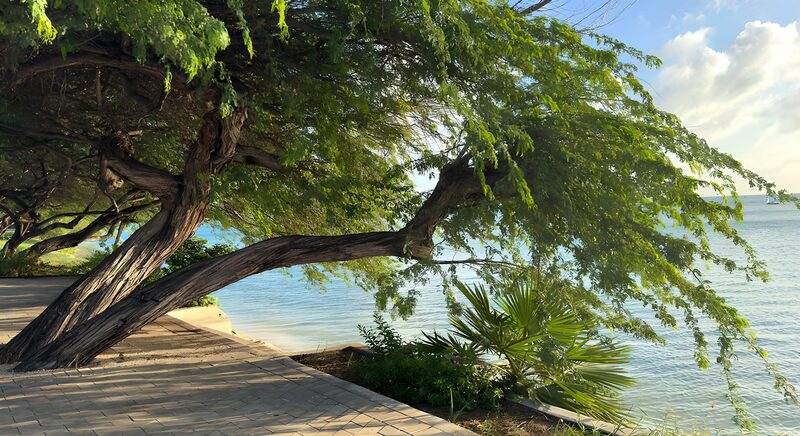 Serene Coastal Tree View