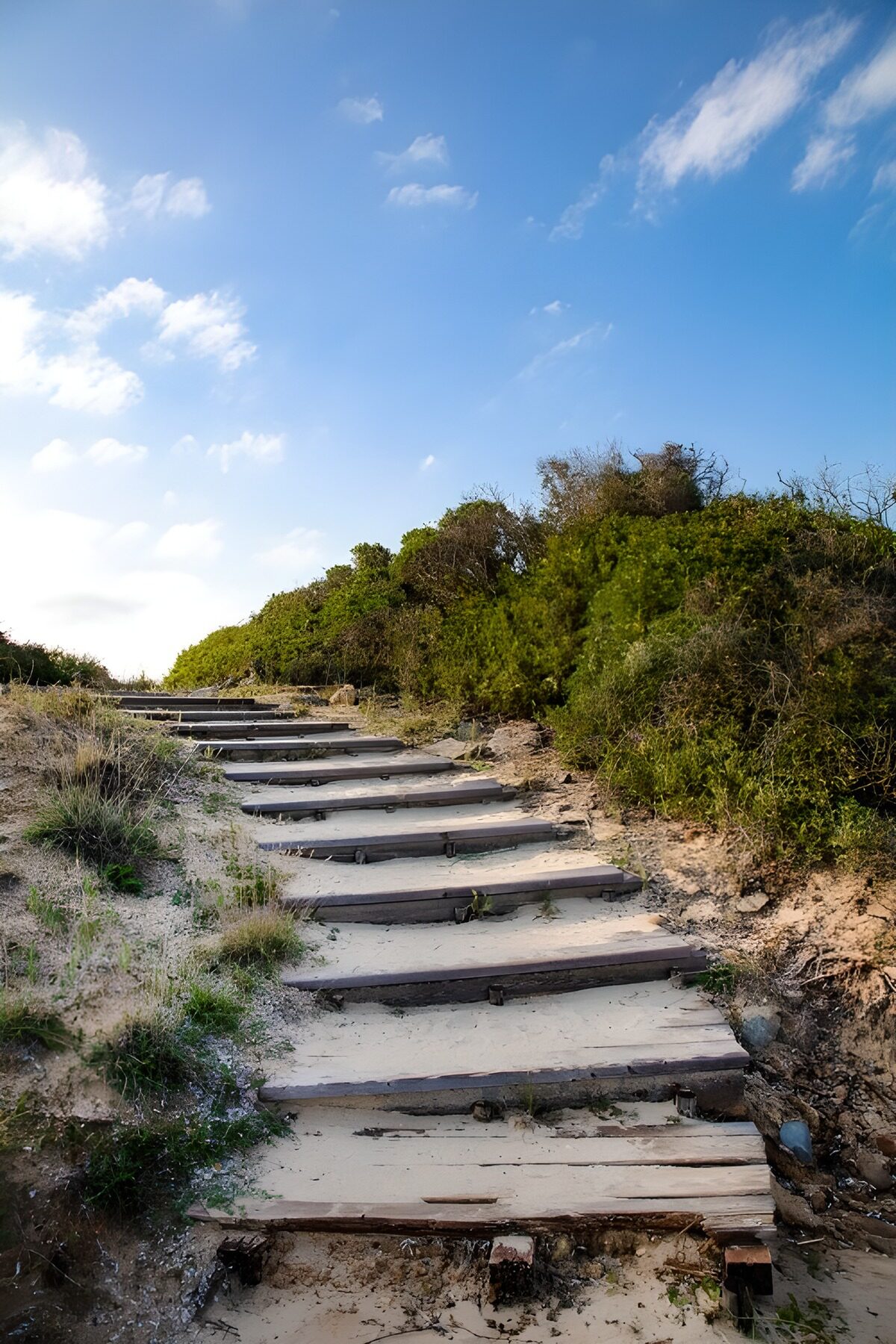 Serene Wooden Steps to Nature