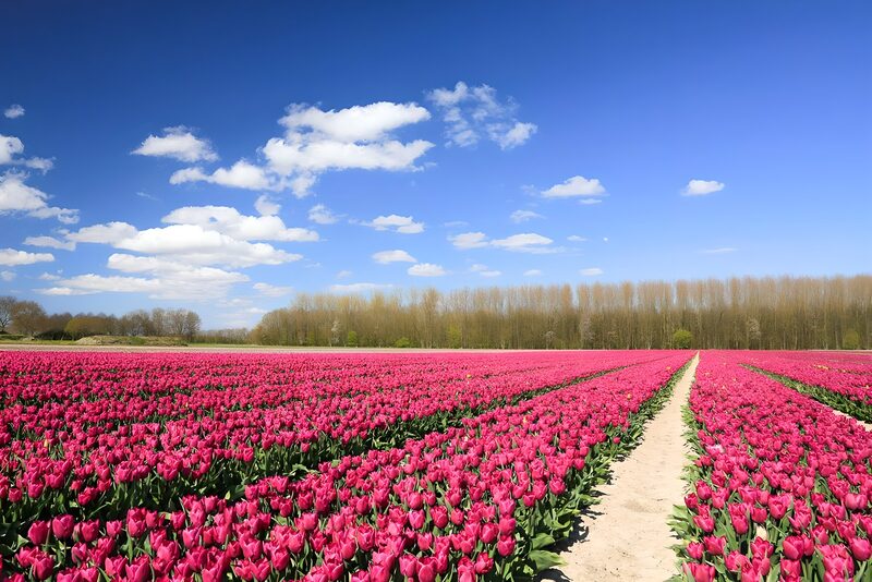 Vibrant Tulip Field Under a Blue Sky