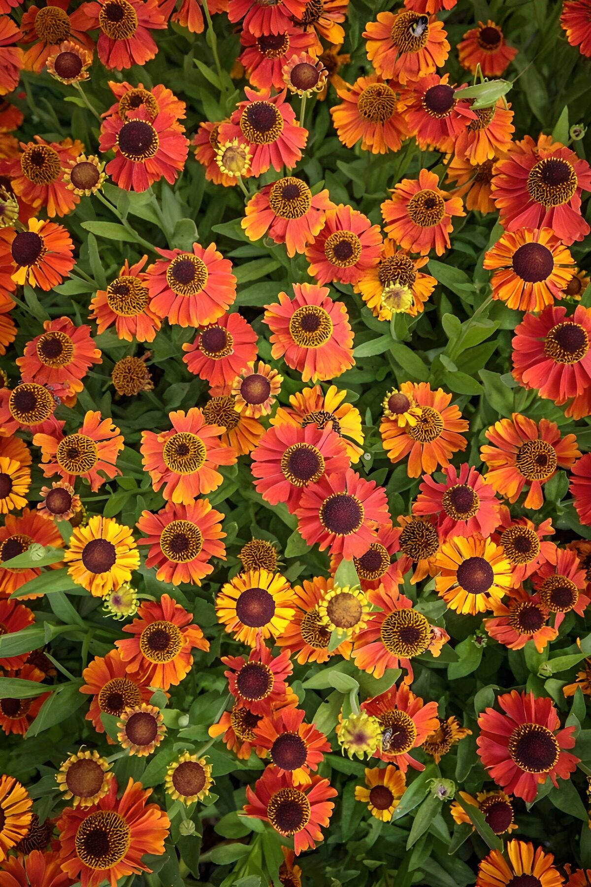 Vibrant Orange and Yellow Flower Garden