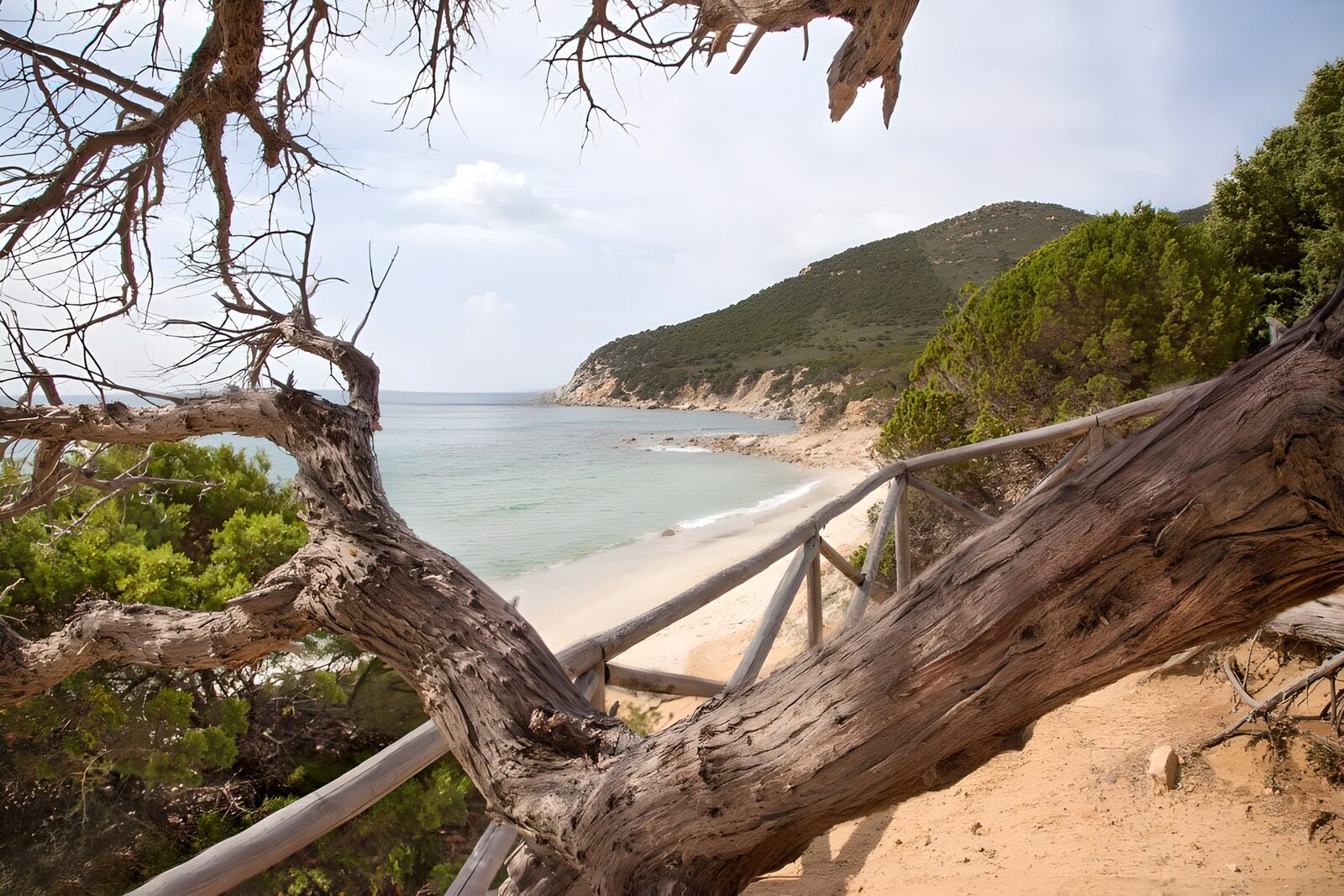 Serene Coastal View Through Branches