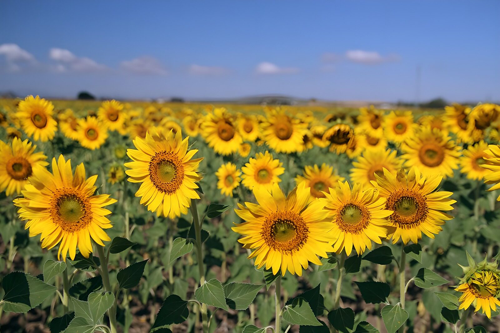 Sunny Fields of Sunflowers