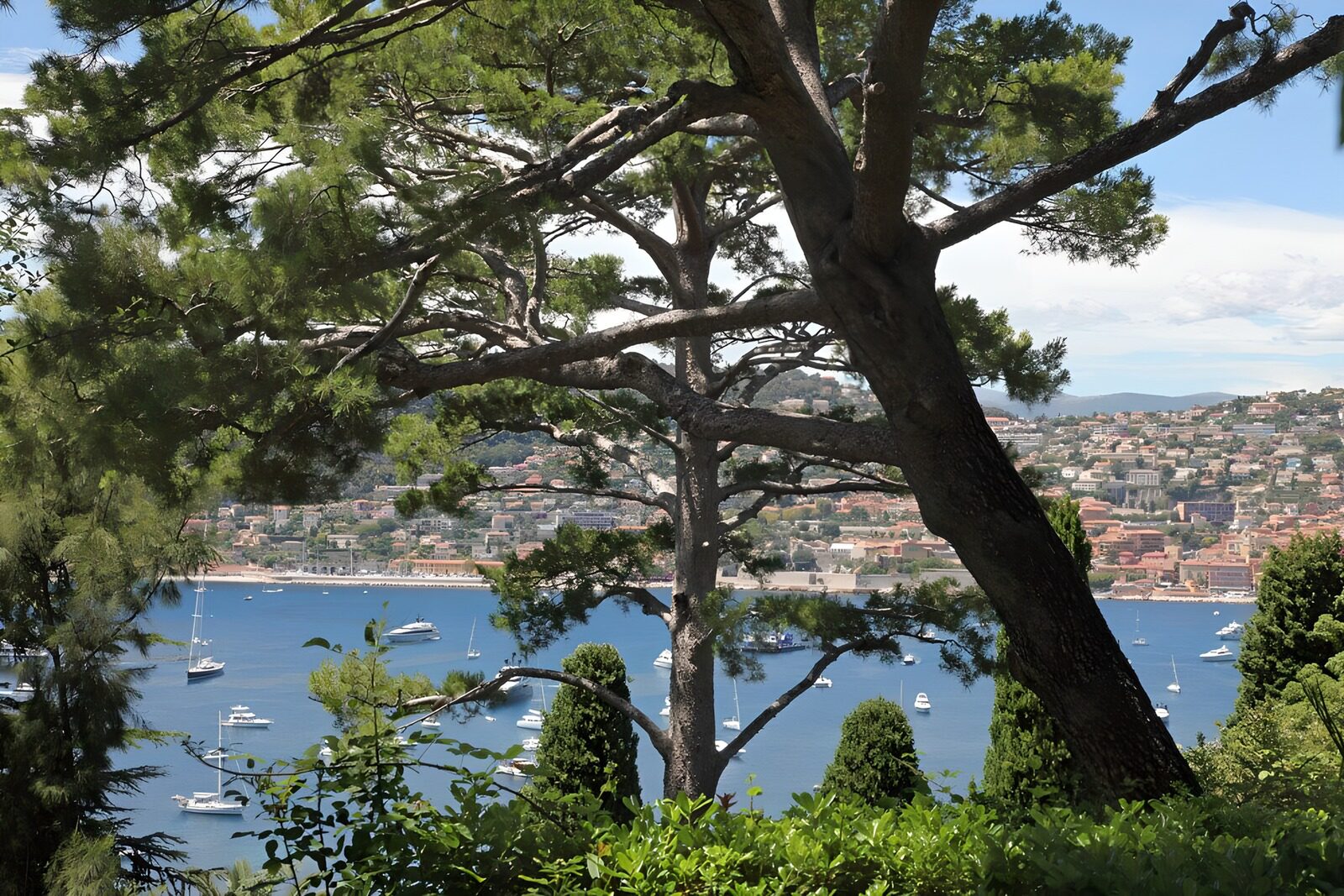 Tranquil Coastline View Through Trees