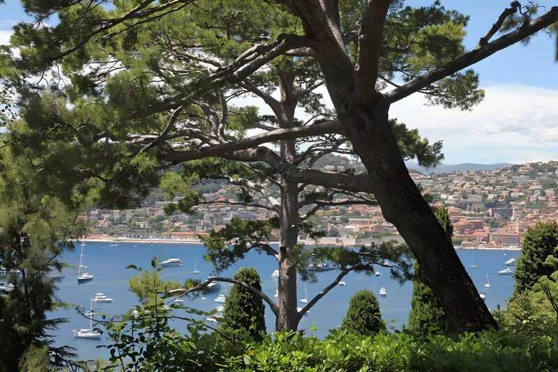 Tranquil Coastline View Through Trees