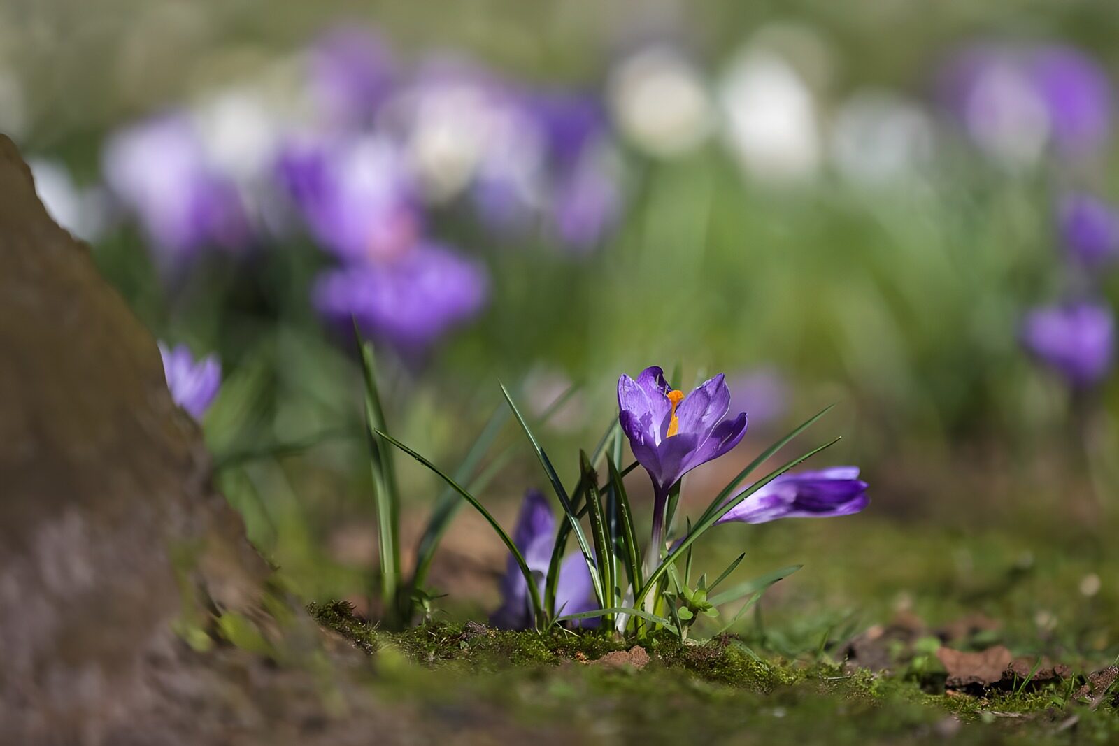 Vibrant Spring Crocuses in Bloom