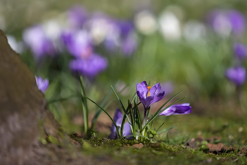 Vibrant Spring Crocuses in Bloom