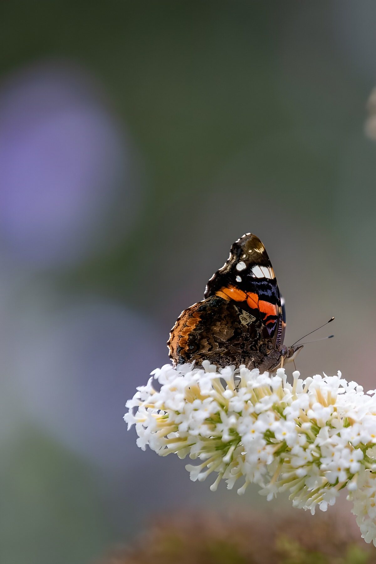 Vibrant Butterfly on a Flower