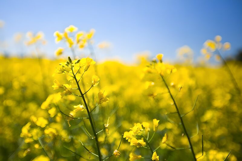 Golden Blooming Landscape