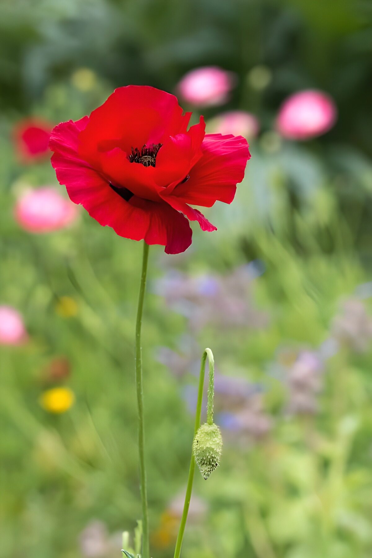 Vibrant Red Poppy in Bloom