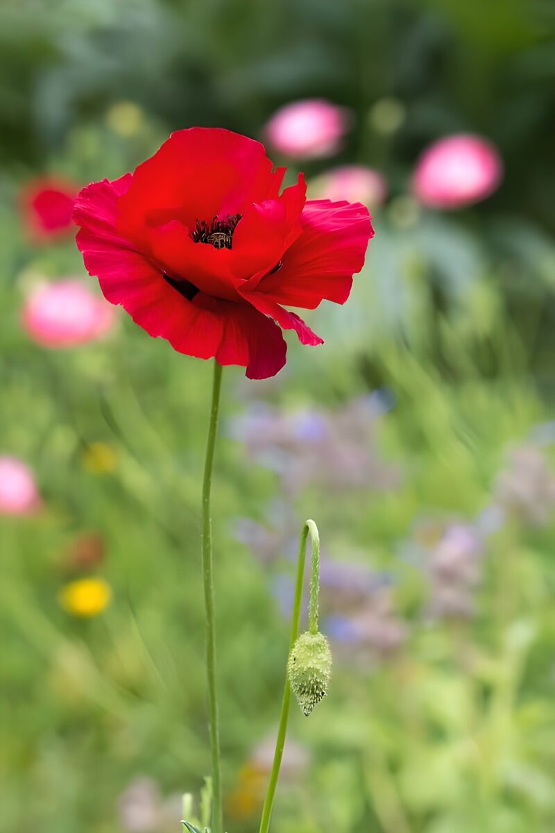 Vibrant Red Poppy in Bloom