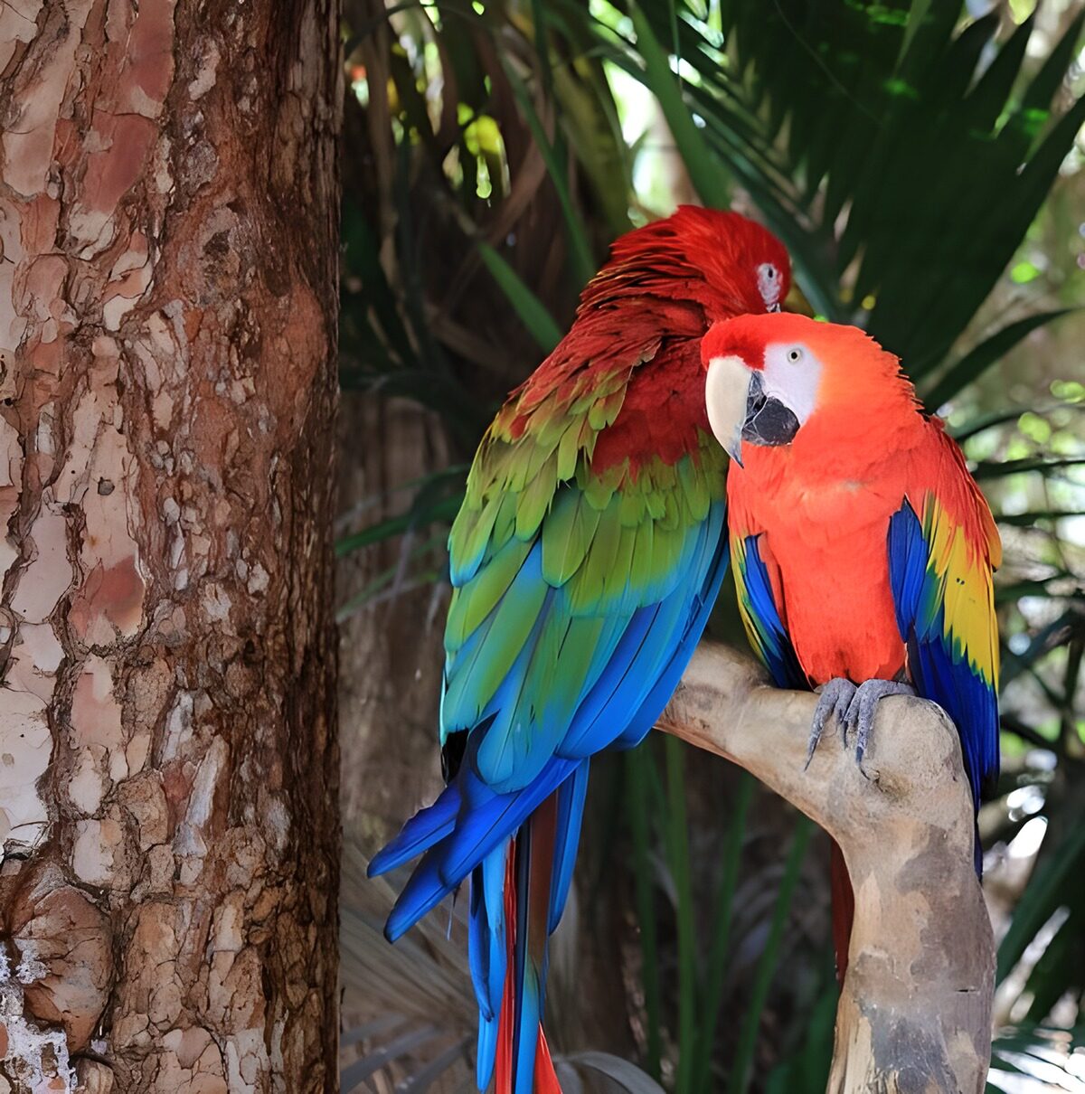 Colorful Macaws in Nature