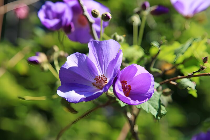 Beautiful Purple Blooming Flowers