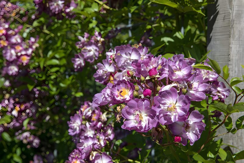 Lush Purple Blooms in Sunlight