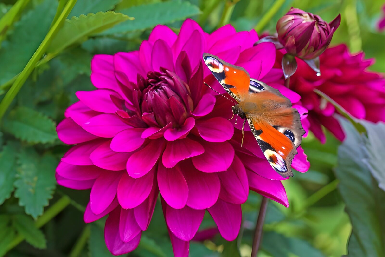 Vibrant Dahlia and Butterfly