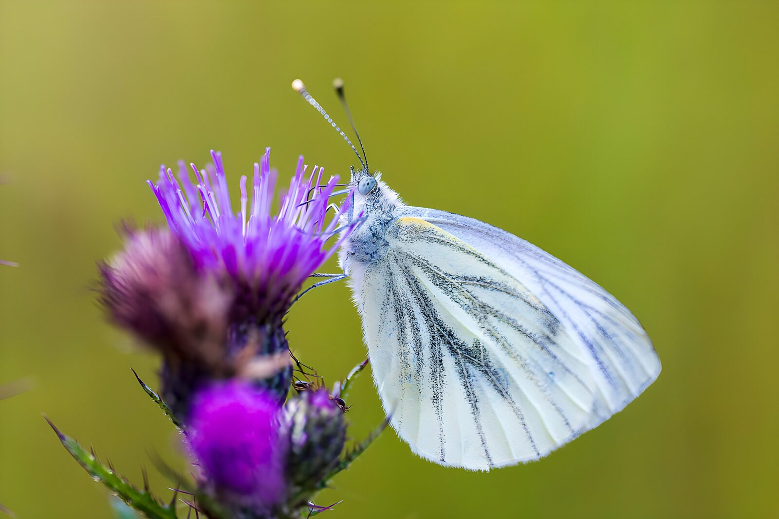 Delicate Butterfly on Purple Bloom