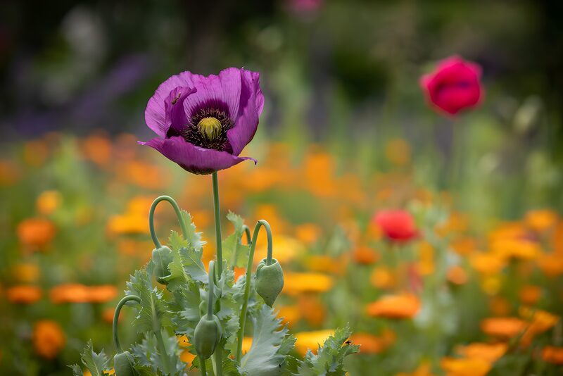 Vibrant Poppy in Bloom