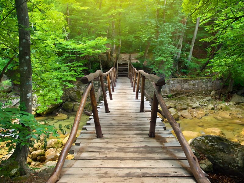 Tranquil Forest Bridge
