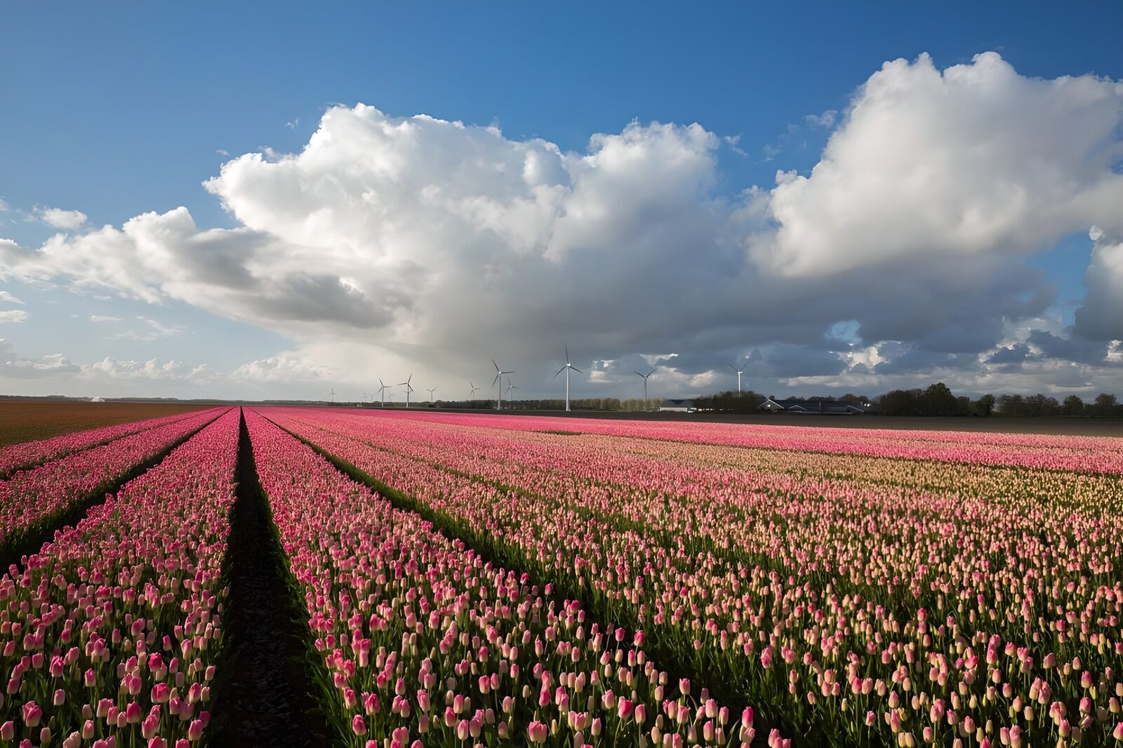 Tulip Fields Under a Bright Sky