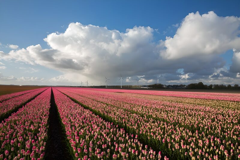 Tulip Fields Under a Bright Sky