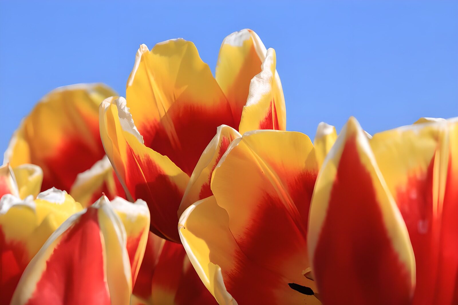Vibrant Red and Yellow Tulips