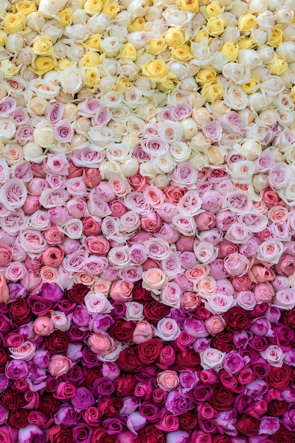 Blooming Colors of Roses