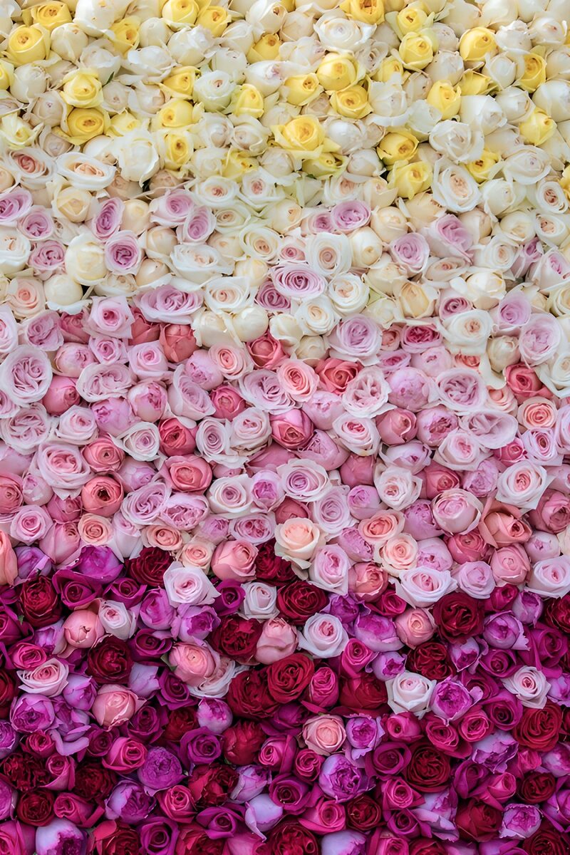 Blooming Colors of Roses