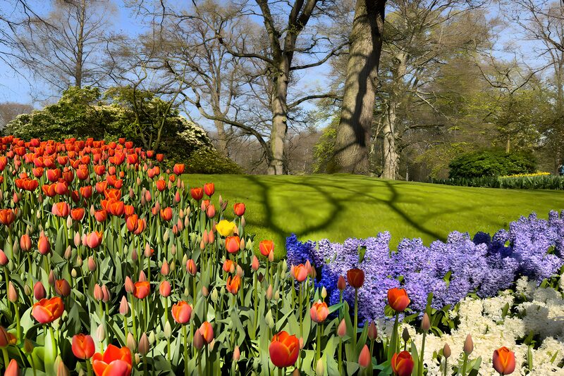 Vibrant Spring Flower Garden