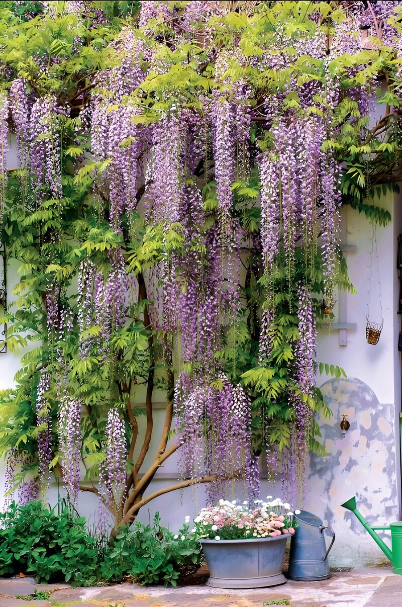 Wisteria Blooms Gracefully Cascading