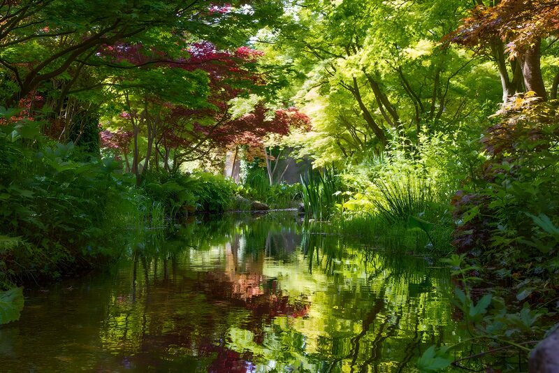 Serene Reflection in a Lush Garden