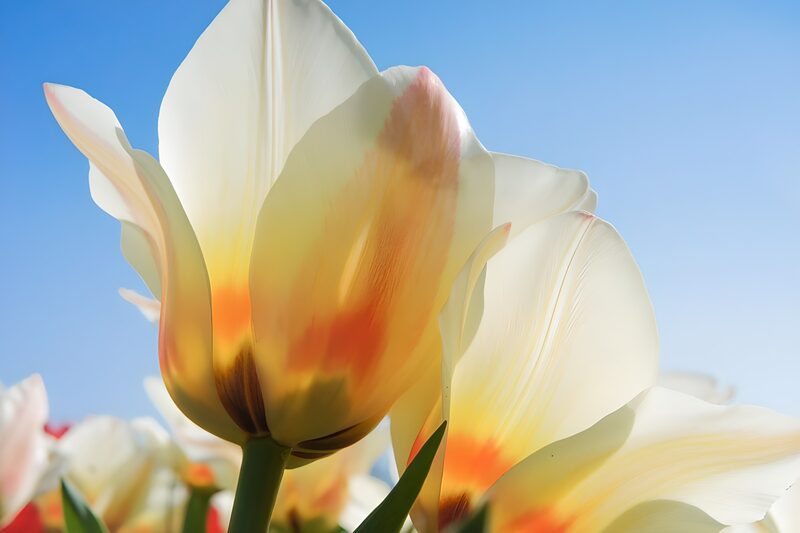 Radiant Tulip Blossoms Against Blue Sky