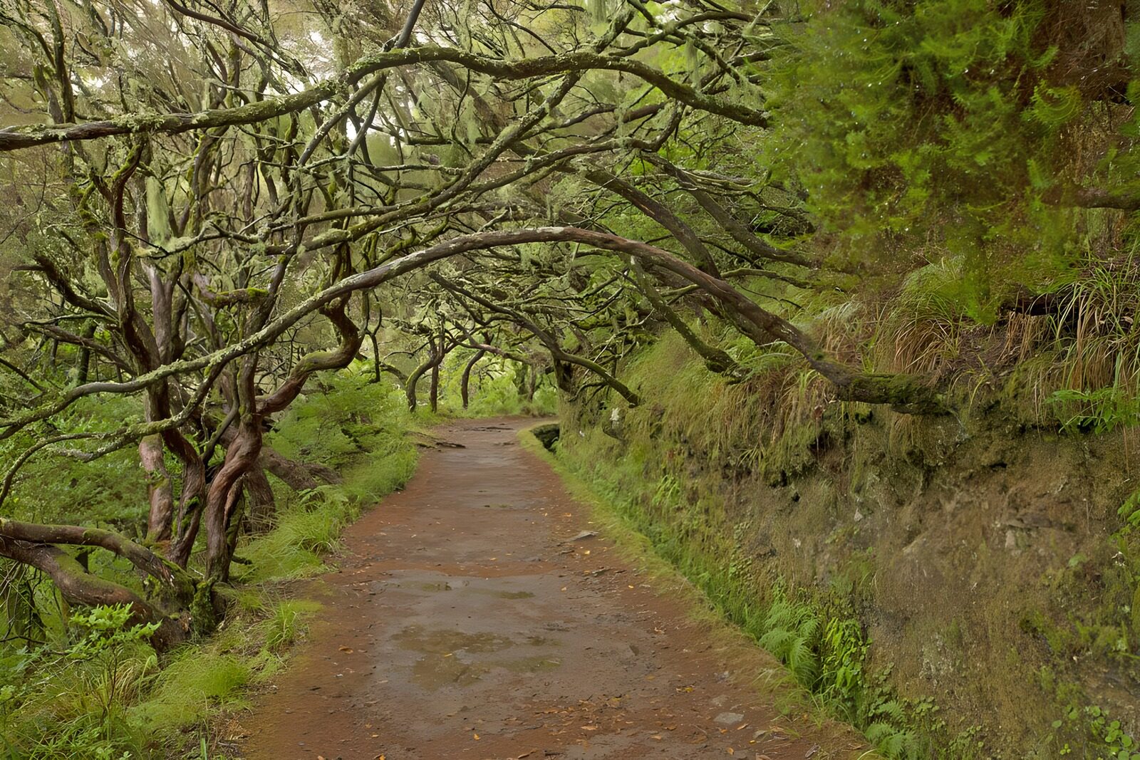 Enchanted Forest Pathway
