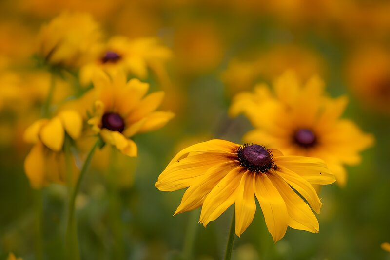 Golden Black-Eyed Susans