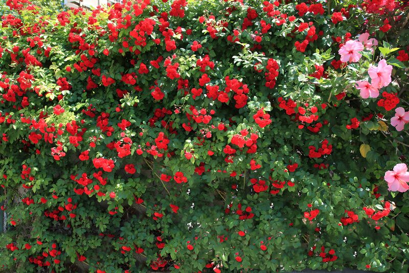 : Vibrant Red Flowering Wall