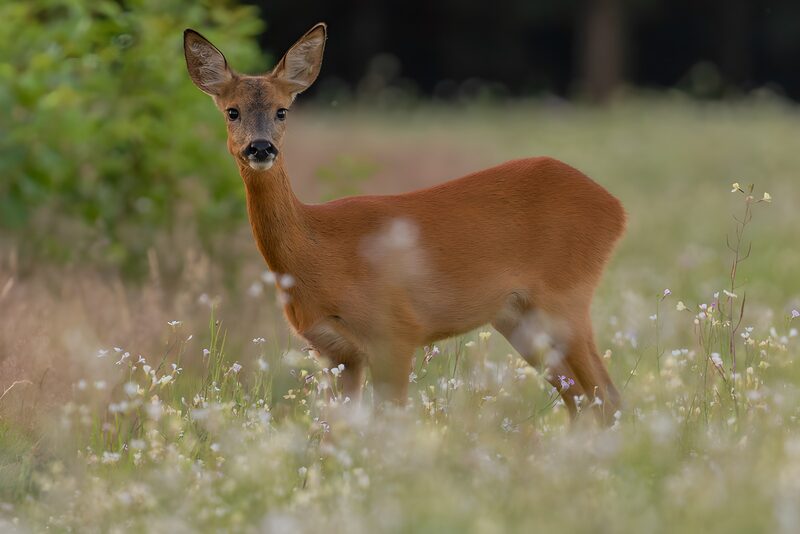 Curious Fawn in a Meadow