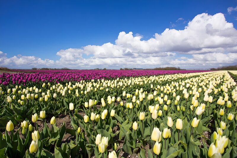 Vibrant Tulip Fields Under Blue Skies