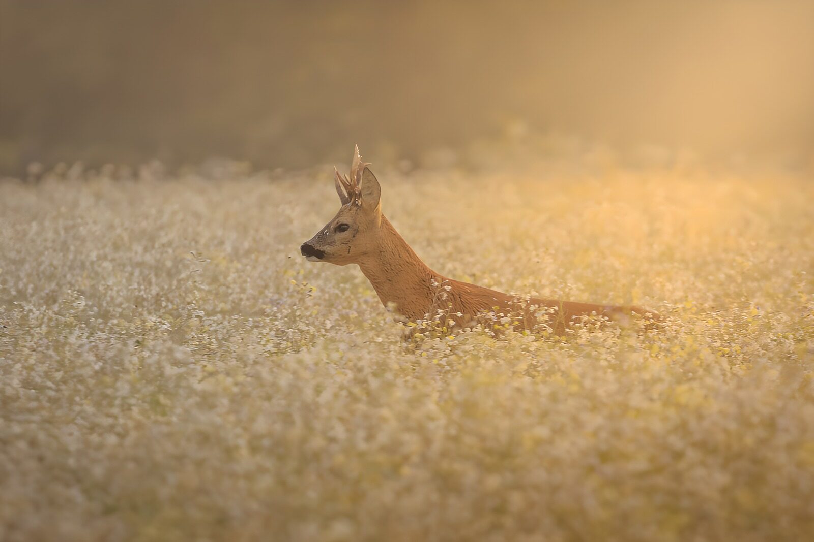 Serene Roe Deer in a Flower Field