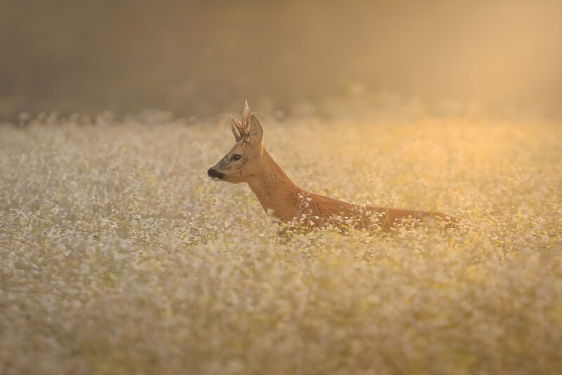 Serene Roe Deer in a Flower Field