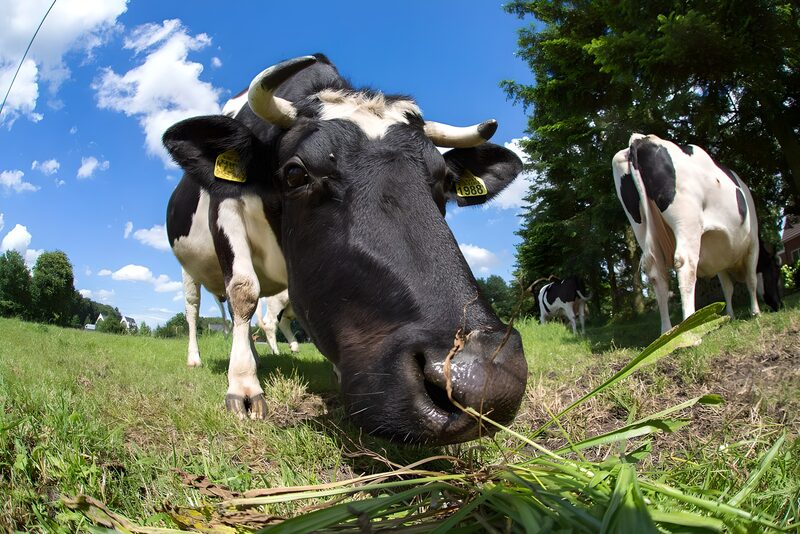 Close Encounter with a Grazing Cow