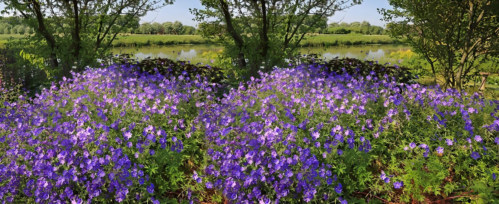 Vibrant Purple Blossoms by the Water